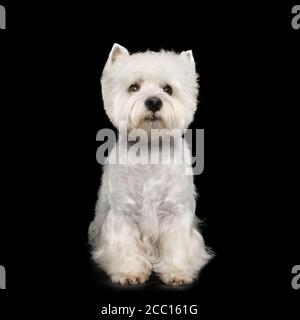 West Highland White Terrier Dog sitzt auf isolierten schwarzen Hintergrund Stockfoto