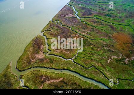 Europa, Nederlands, Saeftinghe marsch Stockfoto
