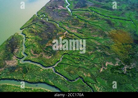 Europa, Nederlands, Saeftinghe marsch Stockfoto