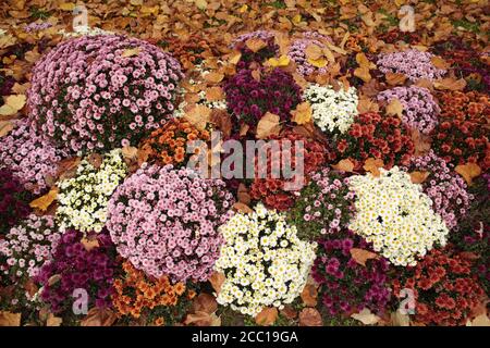 Frankreich, Paris, 75, 14. Arrondissement, Friedhof Montparnasse, Chrysanthemen. Stockfoto