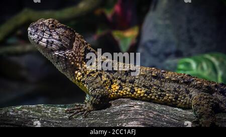 Chinesische Krokodileidechse auf Zweig (weiblich) Stockfoto