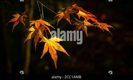 Japanischer Ahorn Herbstblätter auf Zweig Stockfoto