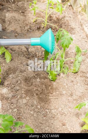 Frisch gepflanzte Tomatensämlinge werden aus einer Gießkanne im Gewächshaus gegossen Stockfoto