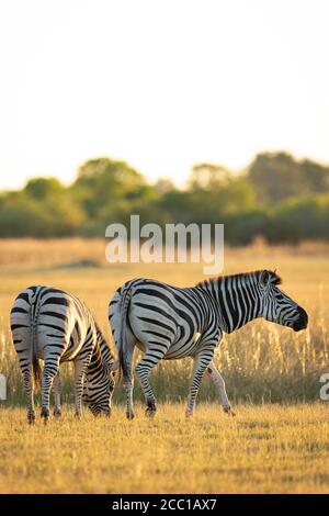 Zwei Zebras fressen Gras in den goldenen Ebenen des Moremi Reservats Im Okavango Delta in Botswana Stockfoto