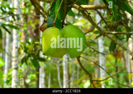 Eine Mango ist eine saftige Steinfrucht (drupe), die aus zahlreichen Arten tropischer Bäume der blühenden Pflanzengattung Mangifera, kultiviert m, hergestellt wird Stockfoto