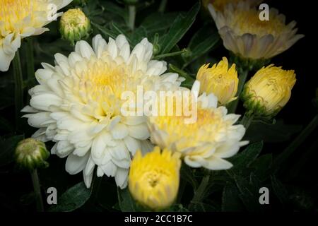 Chrysantheme Weiß (Asteraceae) Nahaufnahme der Blütenköpfe Stockfoto