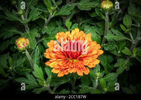 Chrysantheme Orange (Asteraceae) Nahaufnahme Stockfoto