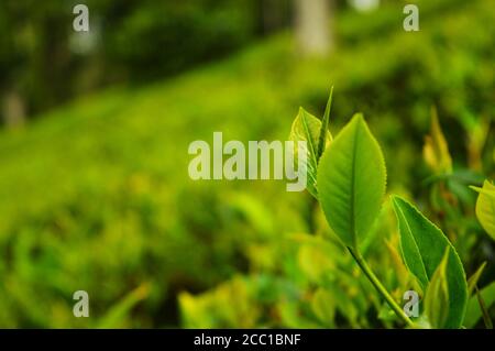 Tee ist ein aromatisches Getränk, das gewöhnlich durch das Ausgießen von heißem oder kochendem Wasser über die ausgehärteten oder frischen Blätter des Camellia sinensis, einem immergrünen Strauch, zubereitet wird Stockfoto