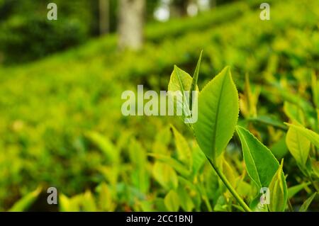 Tee ist ein aromatisches Getränk, das gewöhnlich durch das Ausgießen von heißem oder kochendem Wasser über die ausgehärteten oder frischen Blätter des Camellia sinensis, einem immergrünen Strauch, zubereitet wird Stockfoto