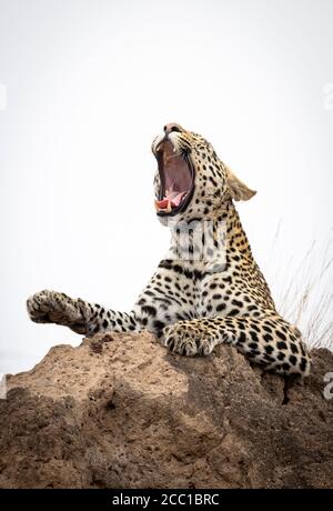 Nahaufnahme eines gähnenden erwachsenen Leoparden mit breitem Mund Öffnen zeigt Zähne und rosa Zunge auf einer Termite sitzen Hügel im Kruger Park Südafrika Stockfoto