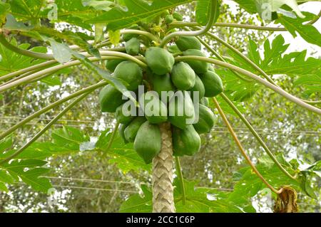 Die Papaya ist ein kleiner, spärlich verzweigter Baum, meist mit einem einzelnen Stamm, der 5 bis 10 m hoch wird, mit spiralförmig angeordneten Blättern, die auf die t begrenzt sind Stockfoto