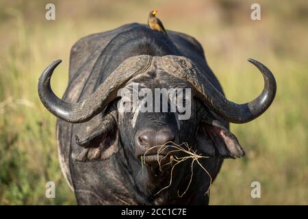 Horizontales Porträt des kopfes des afrikanischen Büffels mit großen Hörnern, die fressen Gras in Masai Mara Kenia Stockfoto