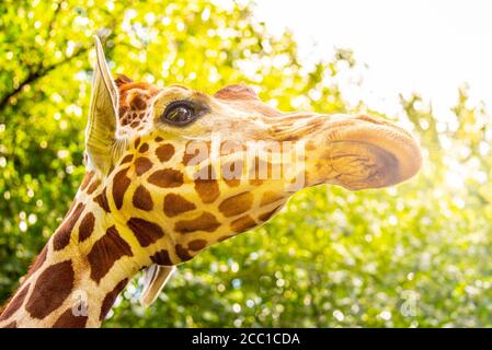 Nahaufnahme des Giraffenkopfes. Deatiled Ansicht der afrikanischen Tierwelt. Stockfoto