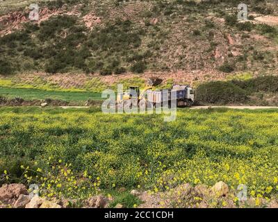 Ein gelber Traktor, der die Rückseite eines Staplers füllt Stockfoto