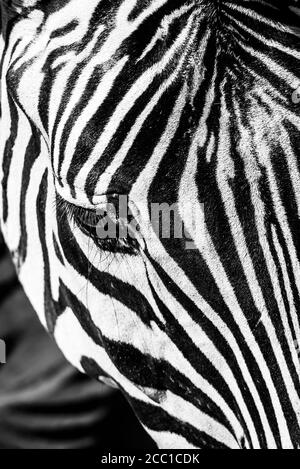 Zebra-Nahaufnahme im Porträt. Detailansicht Kopf mit Streifen. Stockfoto