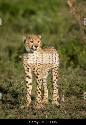 Vertikales Porträt eines schönen jungen Geparden Blick in die Sonne im grünen Busch in Ndutu Tansania Stockfoto