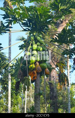 Die Papaya ist ein kleiner, spärlich verzweigter Baum, meist mit einem einzelnen Stamm, der 5 bis 10 m hoch wird, mit spiralförmig angeordneten Blättern, die auf die t begrenzt sind Stockfoto