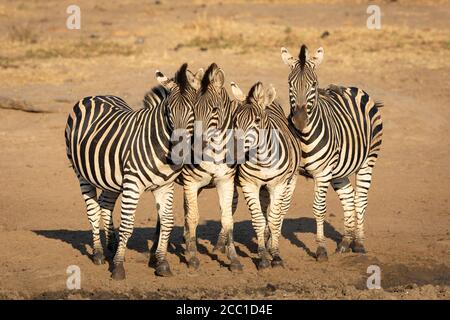 Burchells Zebra blendet Seite an Seite im sandigen Flussbett Im Kruger Park Südafrika Stockfoto