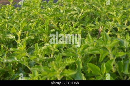 Ocimum tenuiflorum (Synonym Ocimum sanctum), allgemein bekannt als heilige Basilikum oder Tulsi, ist eine aromatische mehrjährige Pflanze in der Familie Lamiaceae. Es ist nati Stockfoto
