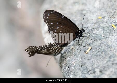 Gestreifte blaue Krähe (Euploea mulciber), Paarung, Top ist männlich Stockfoto