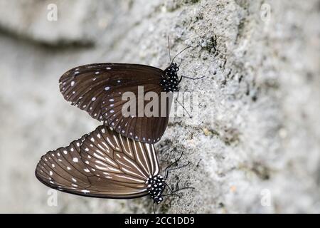 Gestreifte blaue Krähe (Euploea mulciber), Paarung, Top ist männlich Stockfoto