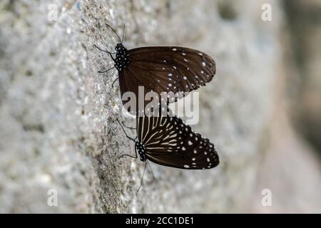 Gestreifte blaue Krähe (Euploea mulciber), Paarung, Top ist männlich Stockfoto