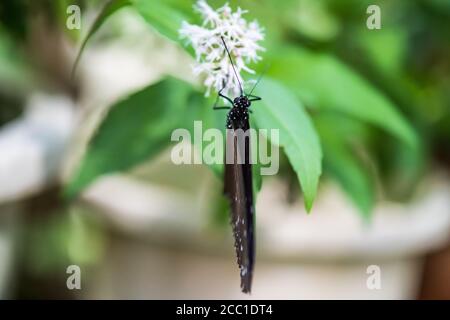 Gestreifte blaue Krähe (Euploea mulciber), Männchen Stockfoto