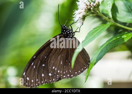 Gestreifte blaue Krähe (Euploea mulciber), Männchen Stockfoto