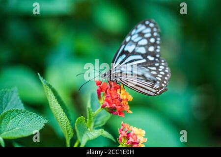 Kastanientiger (Parantica sita) Stockfoto