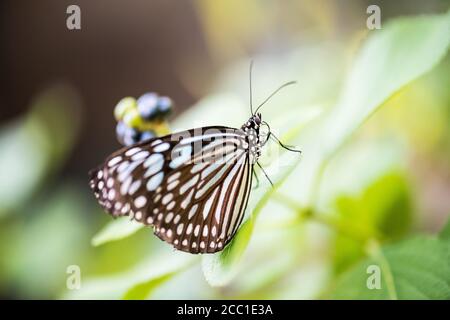 Kastanientiger (Parantica sita) Stockfoto