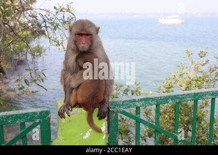 Schöne indische Rhesus Macaque Mutter Affe mit ihrem Baby Stockfoto