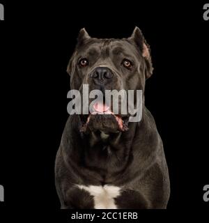 Porträt von Cane Corso Dog, Studio auf isoliertem schwarzem Hintergrund aufgenommen Stockfoto