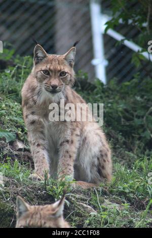 Lynx im Wildpark Rosegg, Kärnten, Österreich Stockfoto