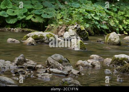 Blick auf einen kleinen Gebirgsbach, mit Butterbur im Hintergrund. Hervorstehende Steine aus dem Wasser. Stockfoto