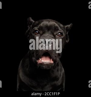 Portrait of Crying Cane Corso Puppy, Studio auf isoliertem schwarzem Hintergrund aufgenommen Stockfoto
