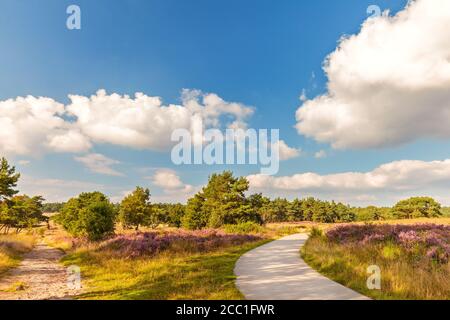 Blühende Heide mit Wander- und Radweg im Nationalpark Die Veluwe in den Niederlanden Stockfoto