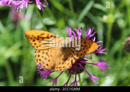 Argynnis paphia auf lila Blume Stockfoto