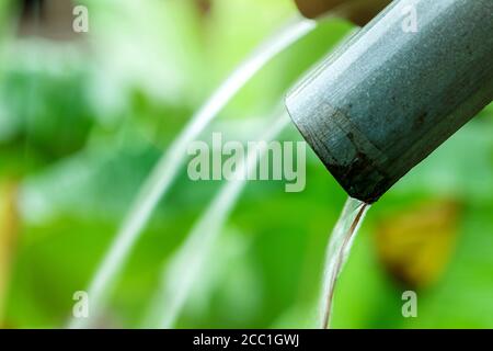 Selektiver Fokus auf schmutzige Regenrinne auf verschwommenen grünen Blättern der Pflanze neben Heimat im ländlichen Thailand. Regenwasser fließt aus verzinktem Abflussrohr. Stockfoto