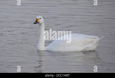 Bewick's Swan bei Slimbridge WWT im Winter Stockfoto