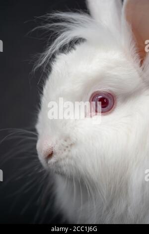 Vertikale Nahaufnahme des Gesichts eines niedlichen Weiß Kaninchen mit einem roten Auge Stockfoto