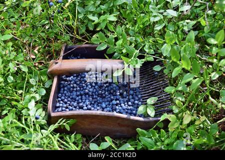 Spezieller Kamm zum Pflücken von Blaubeeren im Wald Stockfoto