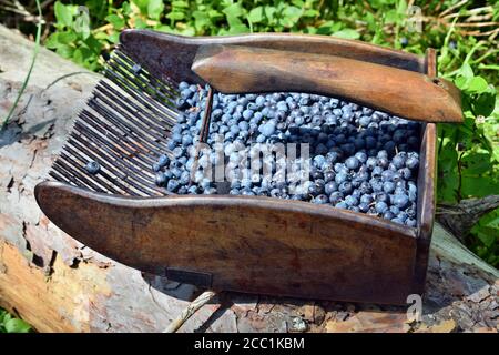 Spezieller Kamm zum Pflücken von Blaubeeren im Wald Stockfoto