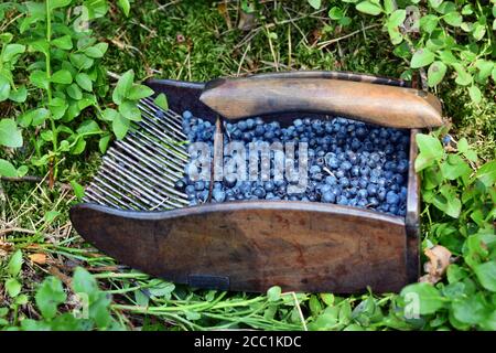 Spezieller Kamm zum Pflücken von Blaubeeren im Wald Stockfoto