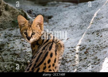 Nahaufnahme einer jungen servalen Katze Stockfoto