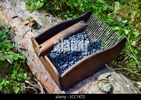 Spezieller Kamm zum Pflücken von Blaubeeren im Wald Stockfoto