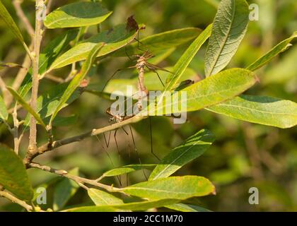 Kranichfliege (Tipula vittata), Paarungspaar, Dumfries, SW Schottland Stockfoto