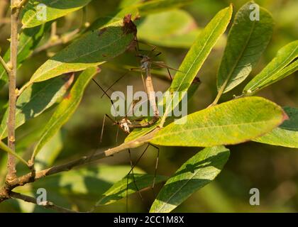 Kranichfliege (Tipula vittata), Paarungspaar, Dumfries, SW Schottland Stockfoto