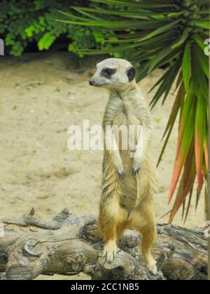 Suricata (Suricata suricatta) steht in der Nähe seines Habitatumgeheges, bewacht seine Höhle, schaut nach rechts Stockfoto