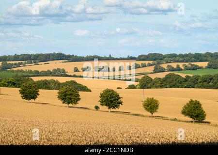 Blick über goldene Weizenfelder mit Bäumen, East Garston, West Berkshire, England, Großbritannien, Europa Stockfoto