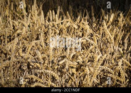 Goldgelber Weizen, East Garston, West Berkshire, England, Vereinigtes Königreich, Europa Stockfoto